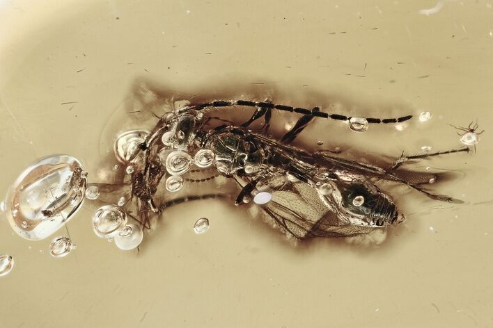 Detailed Fossil Parasitoid Wasp and Gall Midge in Baltic Amber #335648